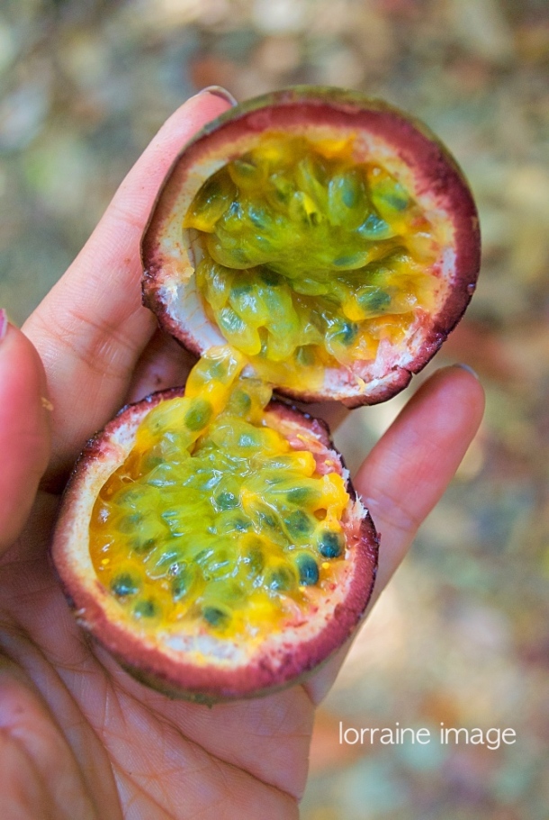 Markisa passion fruit